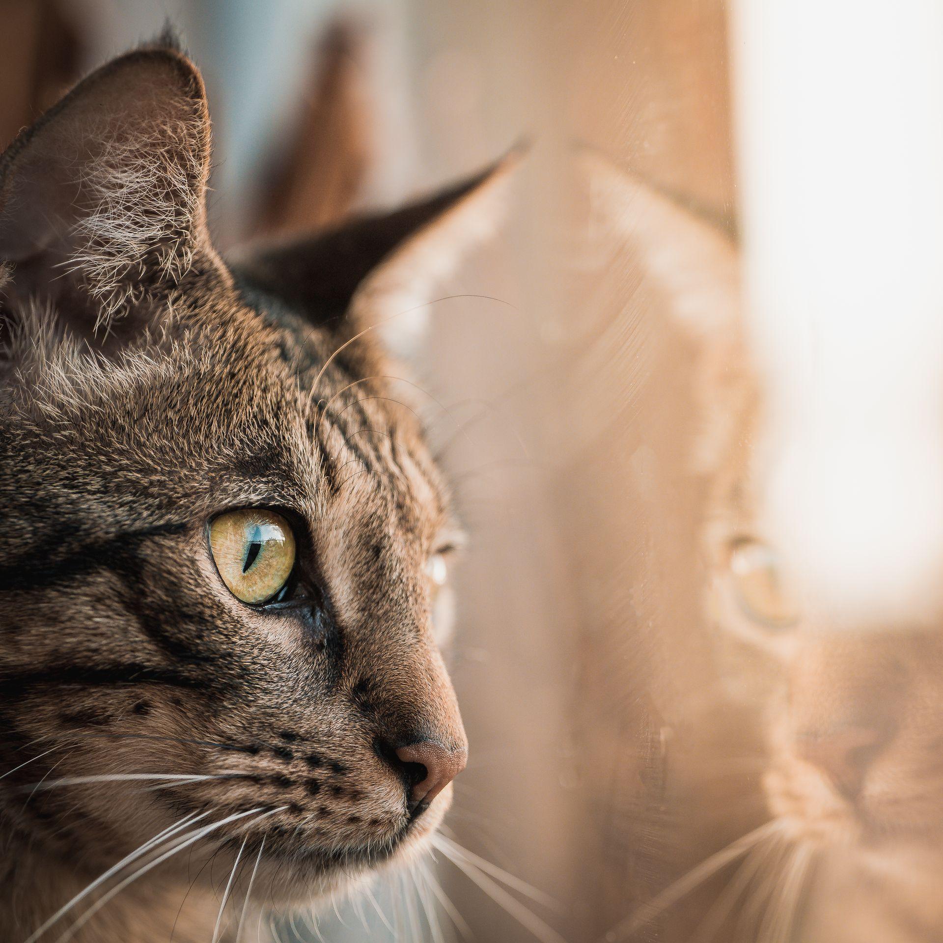 Tierfotografie aus Des Menschen beste Freunde, Bild 8