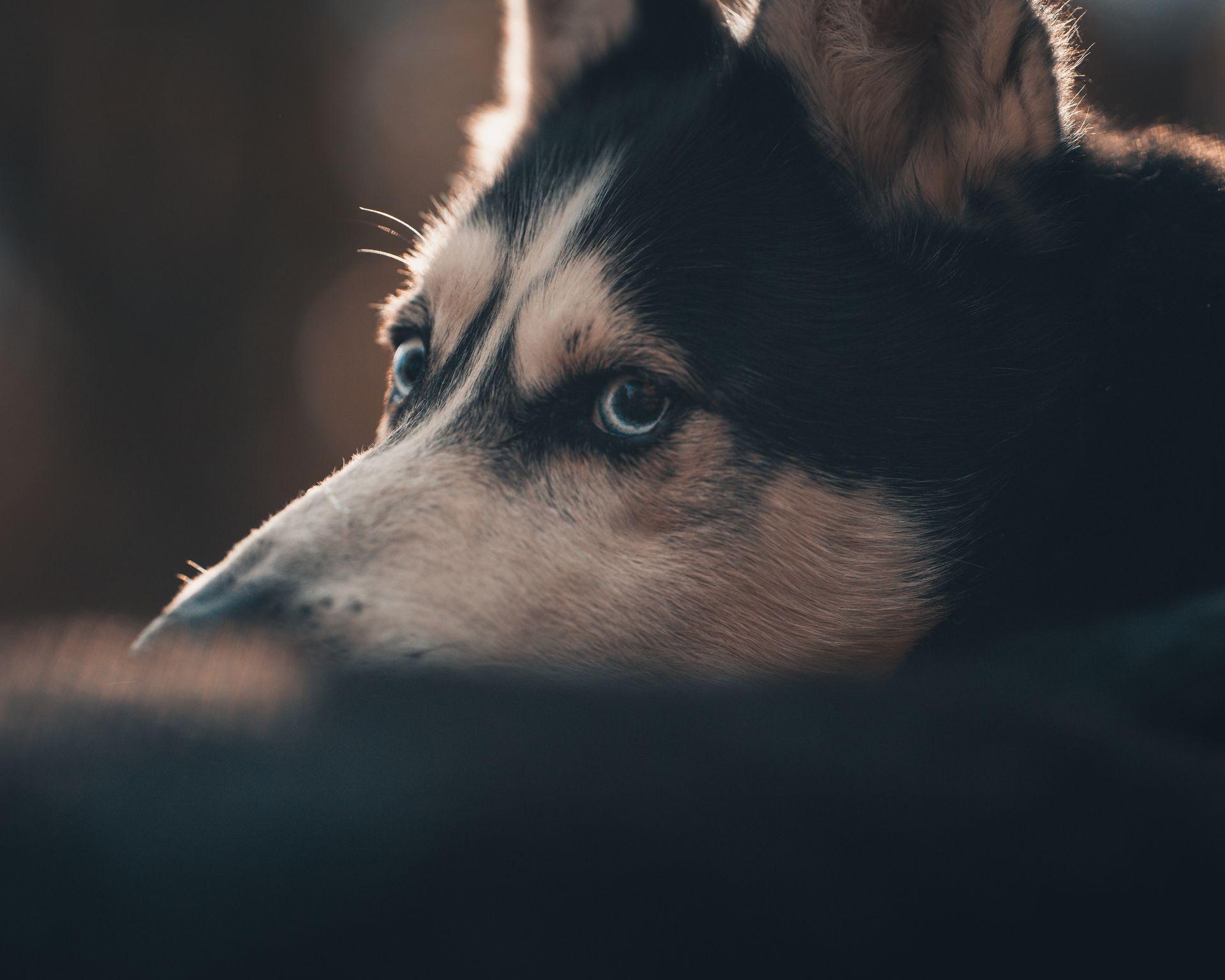 Tierfotografie aus Des Menschen beste Freunde, Bild 7