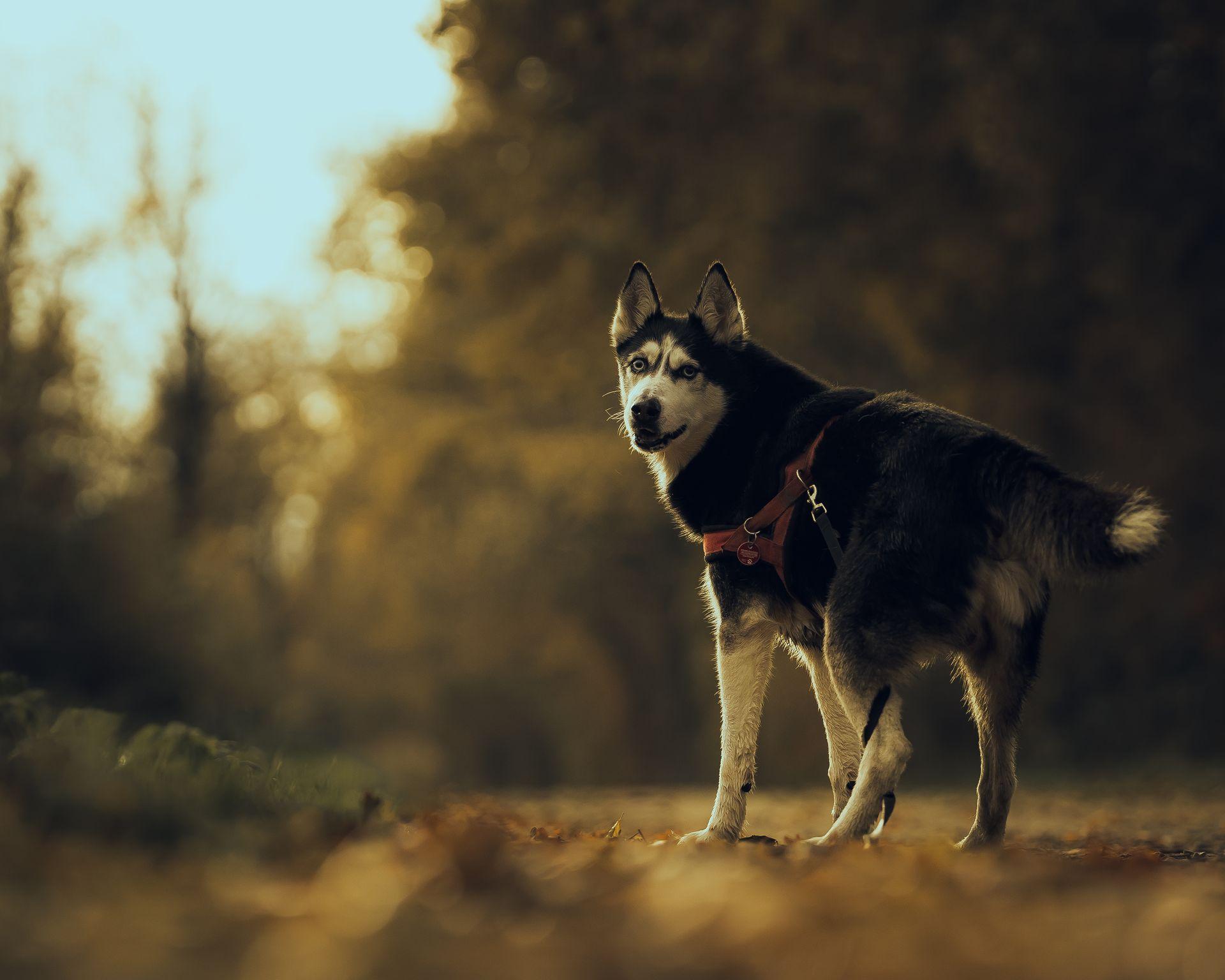Tierfotografie aus Des Menschen beste Freunde, Bild 6