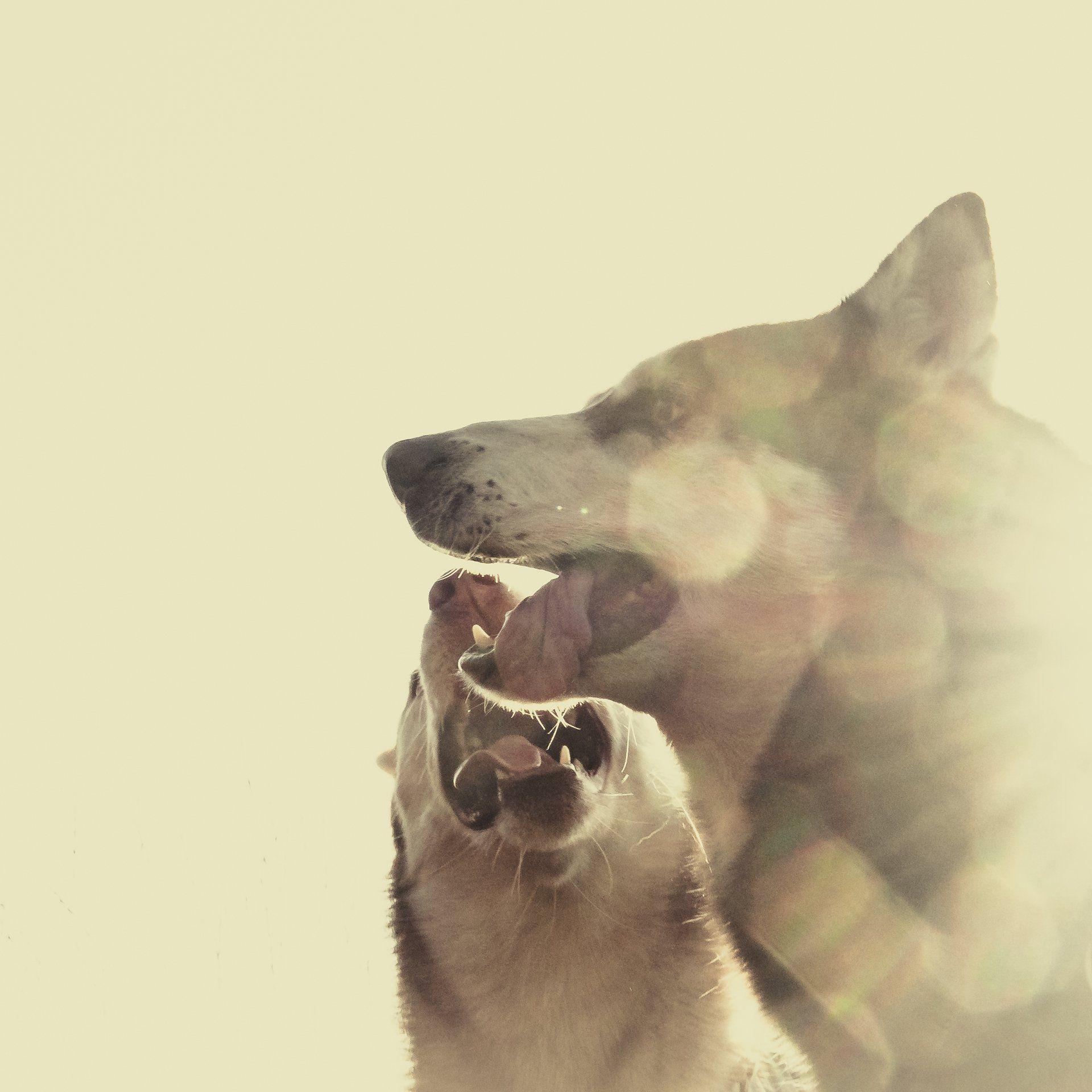 Tierfotografie aus Des Menschen beste Freunde, Titelbild