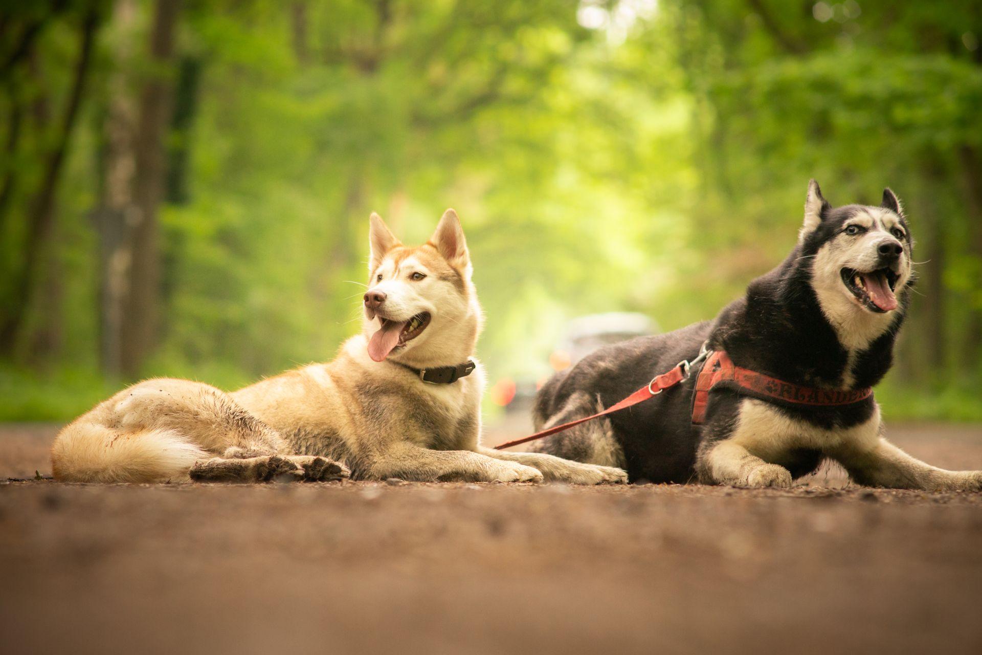 Tierfotografie aus Des Menschen beste Freunde, Bild 3