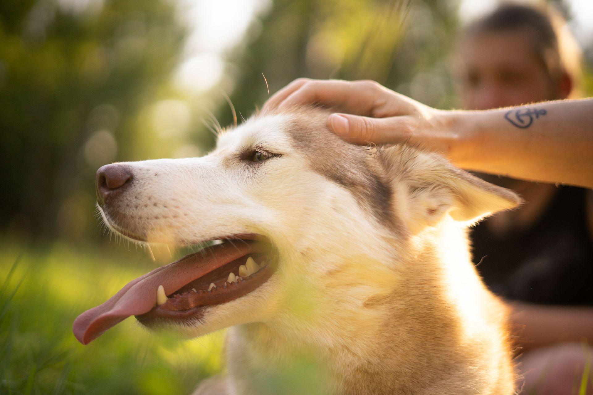 Tierfotografie aus Des Menschen beste Freunde, Bild 5