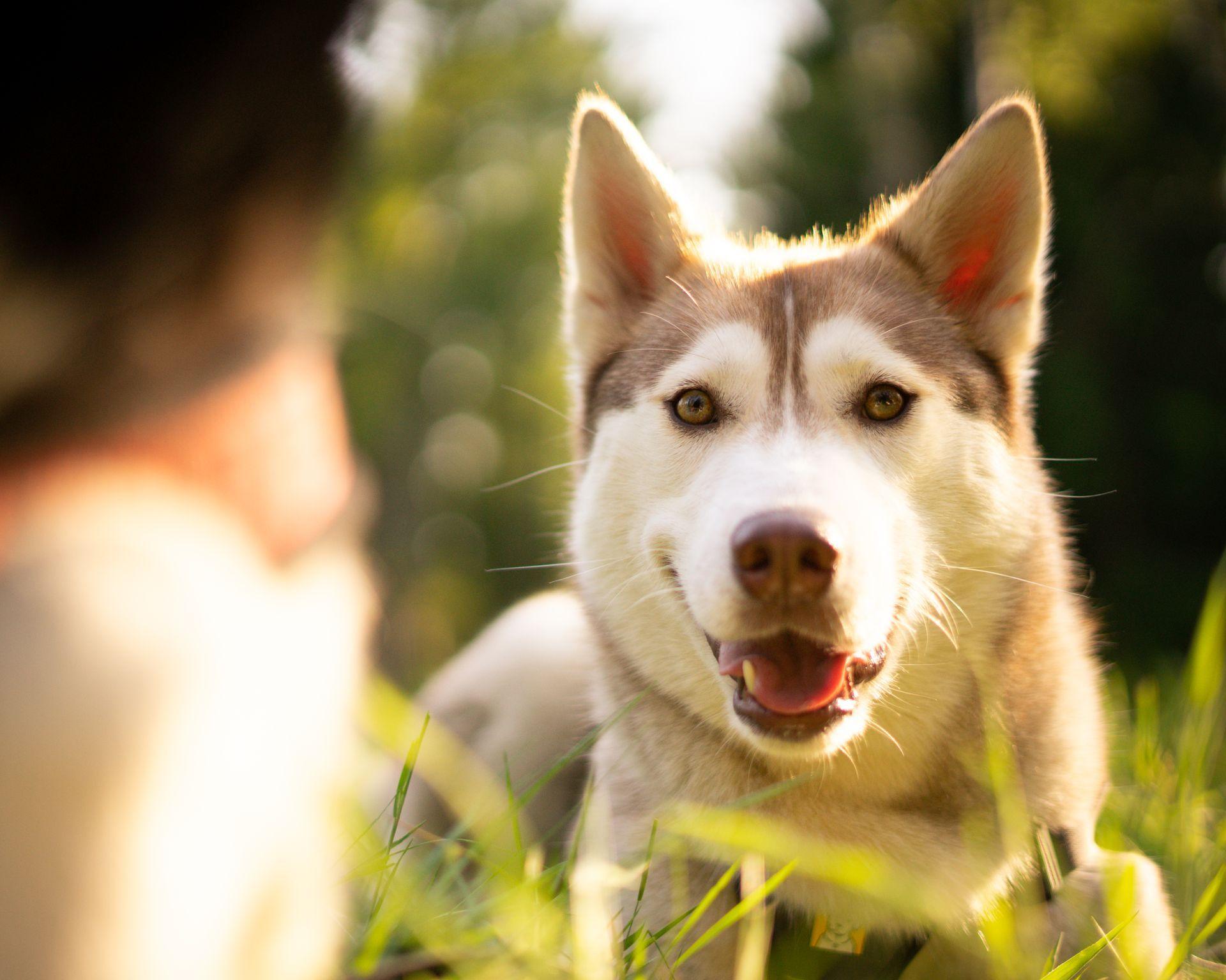 Tiere Portfolio von Denny Schulz