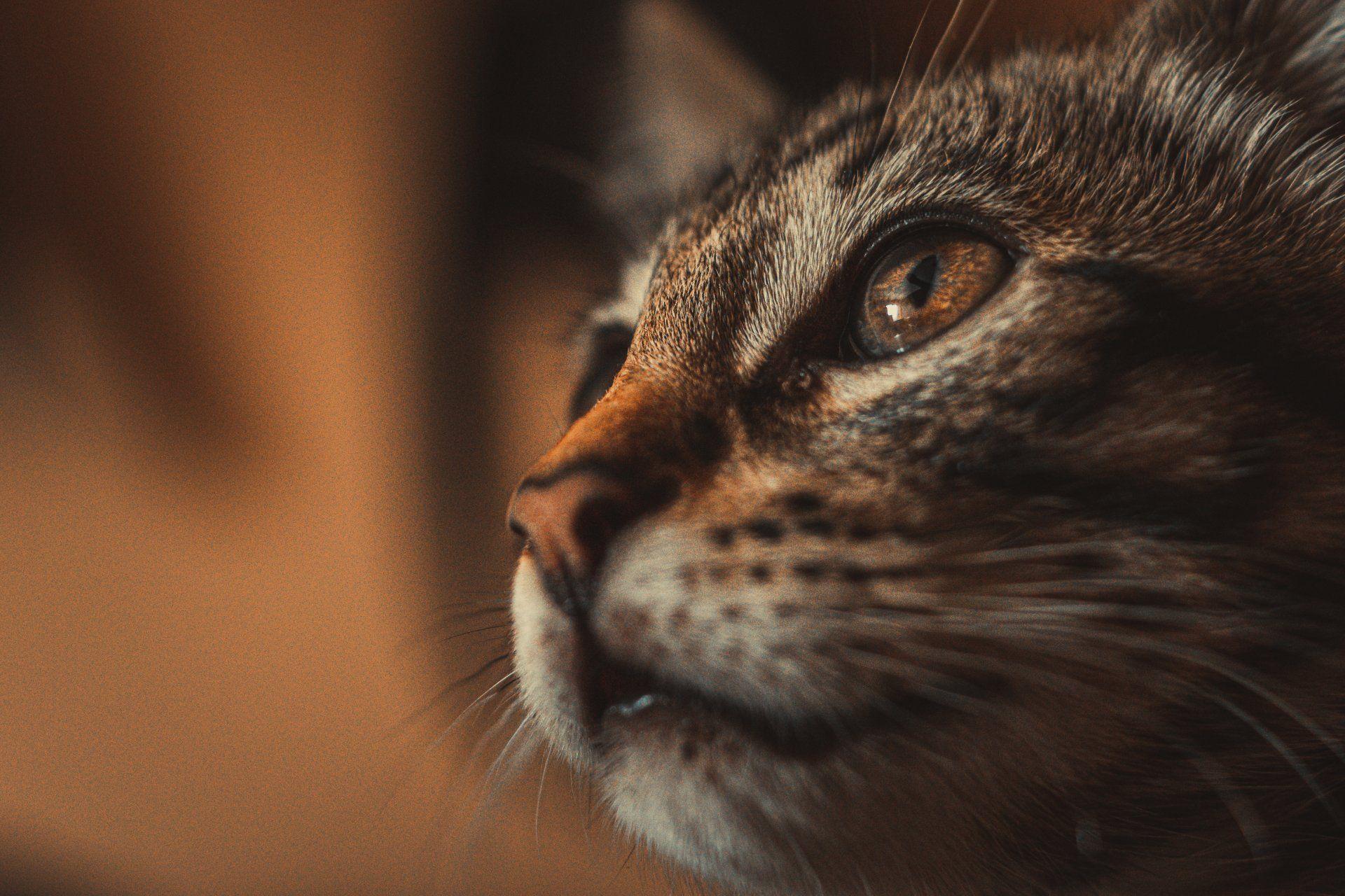 Tierfotografie aus Des Menschen beste Freunde, Bild 1