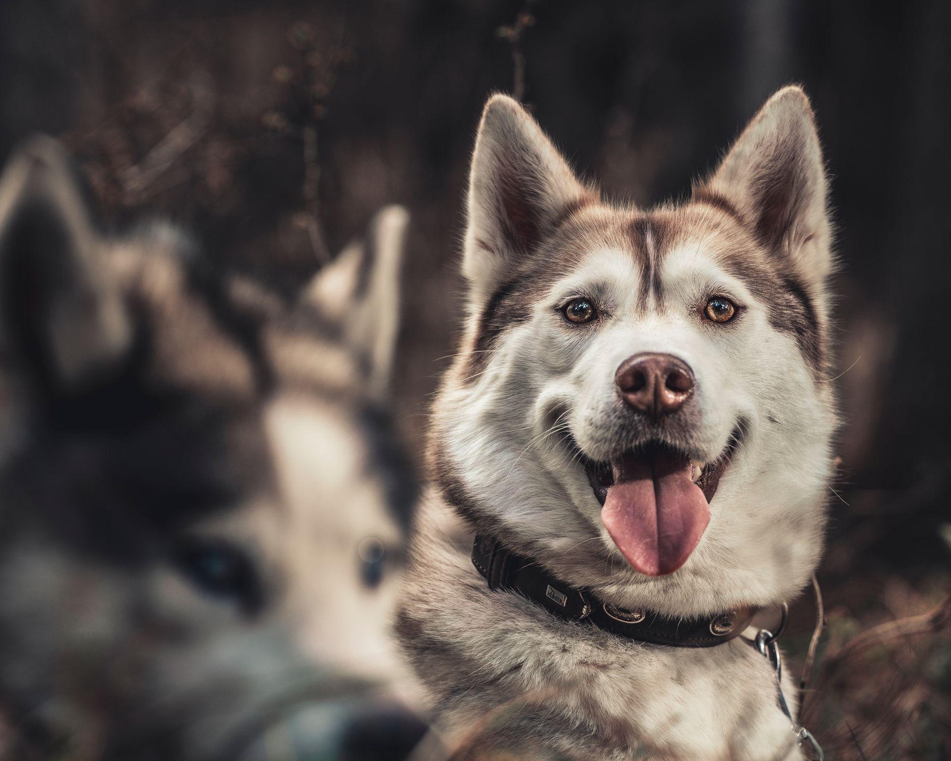 Tierfotografie aus Des Menschen beste Freunde, Bild 4