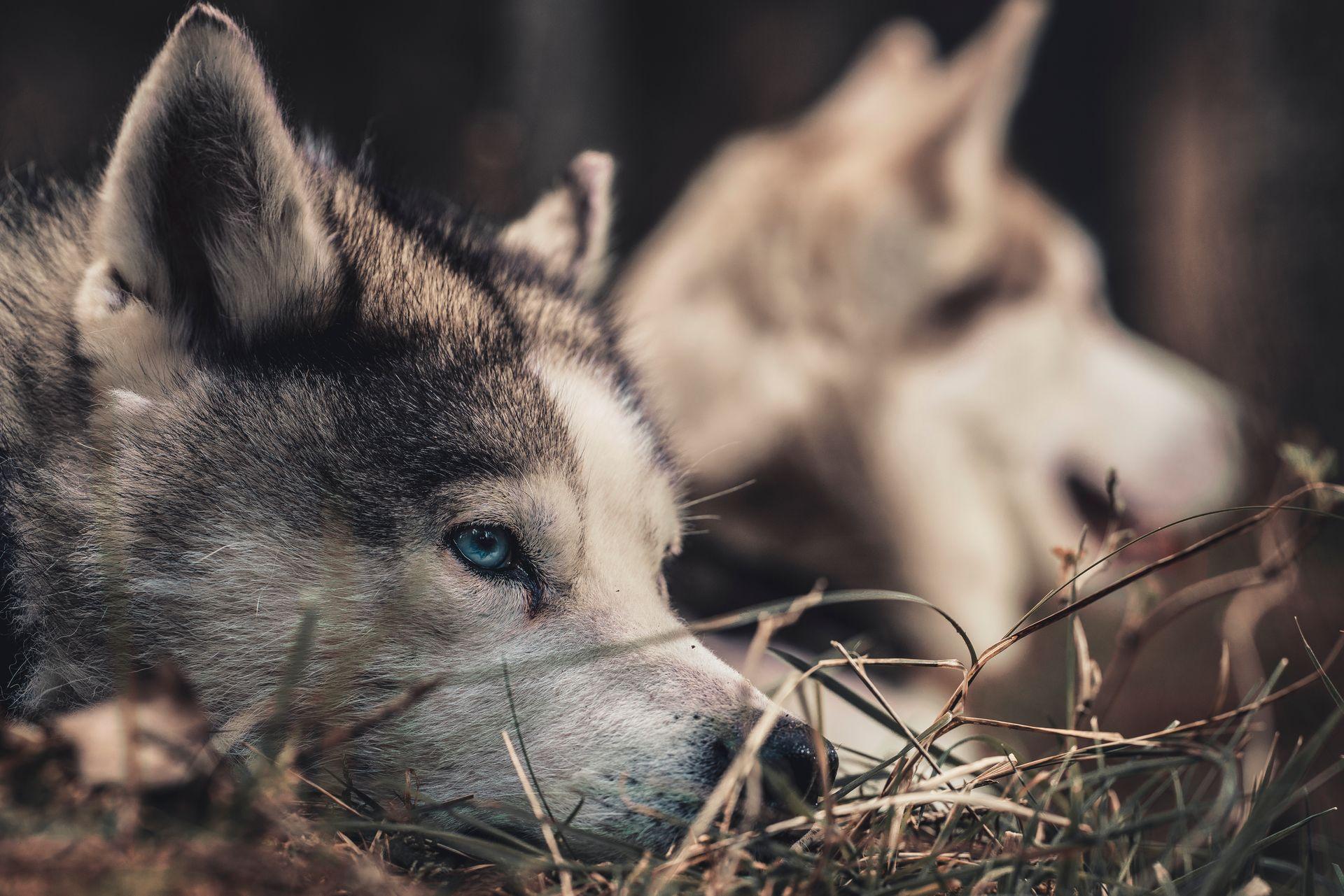 Tierfotografie aus Des Menschen beste Freunde, Bild 10