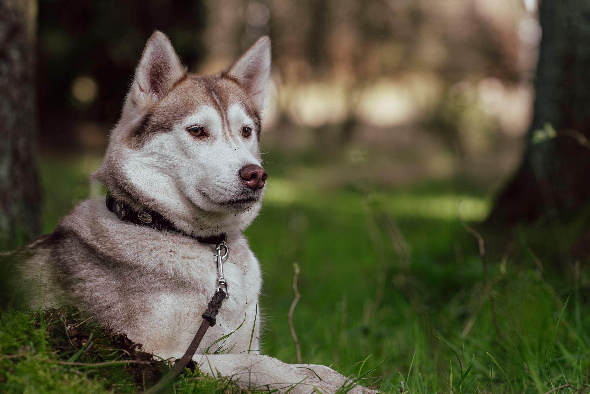 Tierfotografie aus Des Menschen beste Freunde, Bild 9