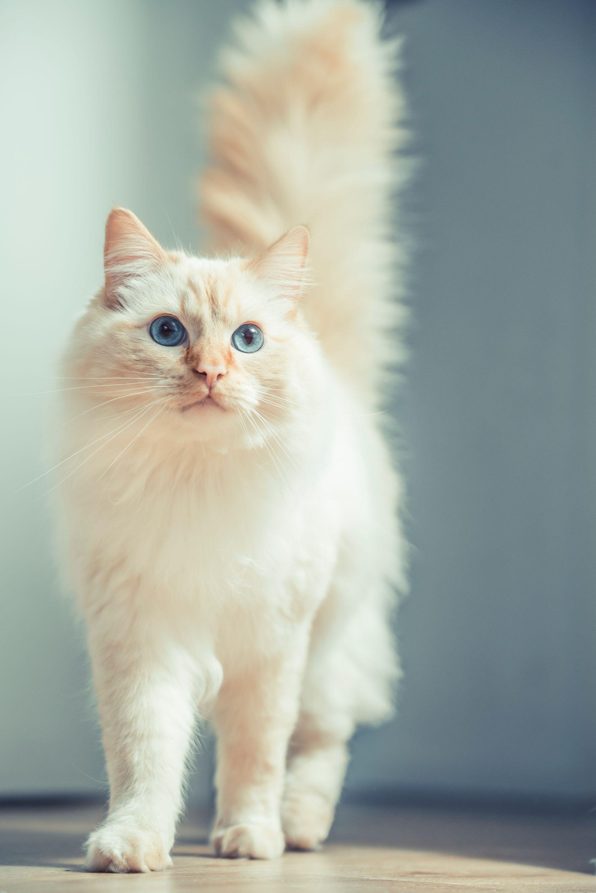 Tierfotografie aus Des Menschen beste Freunde, Bild 11